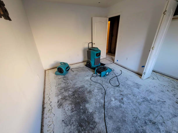 Best Basement water damage restoration  in Howey In The Hills, FL
