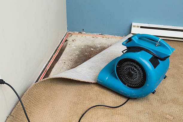Best Basement water damage restoration  in Howey In The Hills, FL